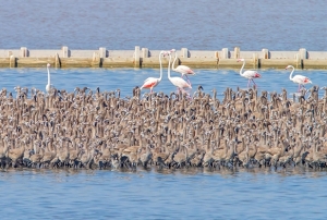 Trkiye'de bir ilk: Flamingolar iin suni ada yapld