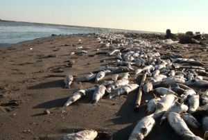 Tarsus sahillerinde binlerce balk ld
