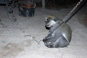 Kayseri'de maymun yakalama operasyonu
