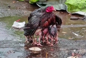 Yavrularn yamurdan koruyan tavuk 