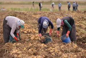 Kayseri'de patates hasad devam ediy