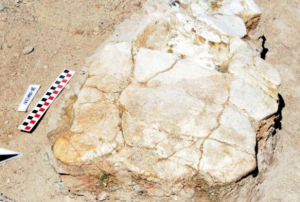 7,5 milyon yllk kaplumbaa fosili bulundu