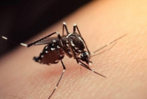 Asya Kaplan Sivrisinei'ne kar biyolojik mcadele balad