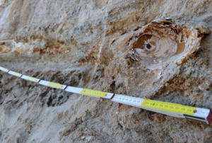 Edirne'de 8 milyon yllk mamut fosilleri bulundu