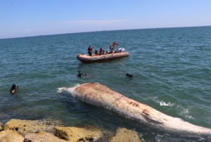 Dnyann en byk ikinci balinas, Mersin'de karaya vurdu