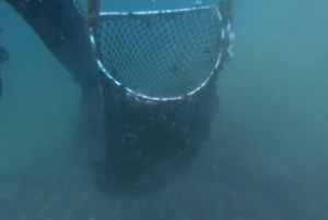 Kaak avlanlan 2 ton midye uvallar iinde denize sakland