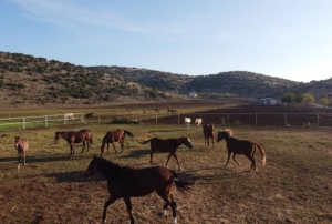 Servet deerindeki atlar, Trkiyenin drt bir yanndan ilgi gryor