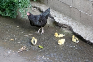 rdek yavrularna annelik yapan tavuk