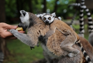 Lemur ailesine katlan 6 yavru annesinin srtndan inmiyor