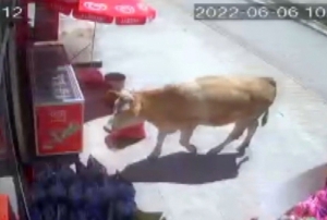 Sahibinin elinden kurtulan kurbanlk inekler markete girdi