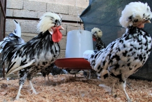 Bu tavuklarn yumurtas yurt iinde 80, yurt dnda 150 lira