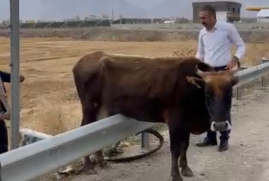 Kara yolundaki bariyerde mahsur kalan inek kurtarld