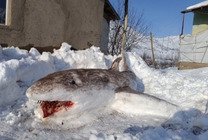 Kardan Kpek Balığı Yaptı