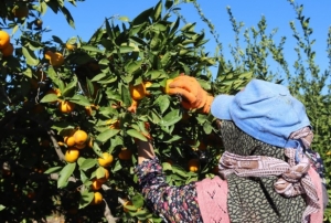 Rekolte arttı, Satsuma mandalinası p