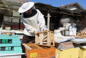 Bu seçimde kazananı 'arılar' belirle