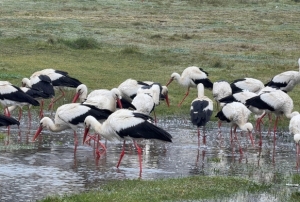 Her yıl 1 milyon leylek geçiyor