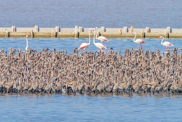 Trkiye'de bir ilk: Flamingolar iin suni ada yapld