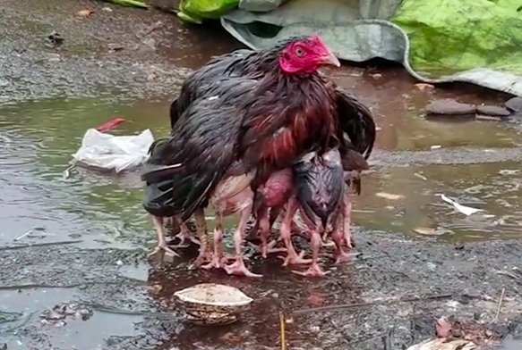 Yavrularn yamurdan koruyan tavuk fenomen oldu