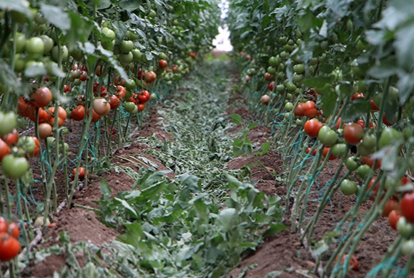 Trkiye'nin domates merkezinden tketiciye mjdeli haber