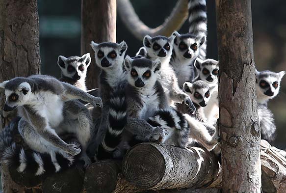 Dnya Lemurlar Gnnde lemurlara ziyafet ektiler