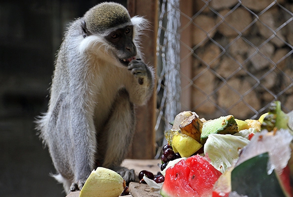 Scaktan bunalan maymunlarn buzlu meyve kokteyli keyfi
