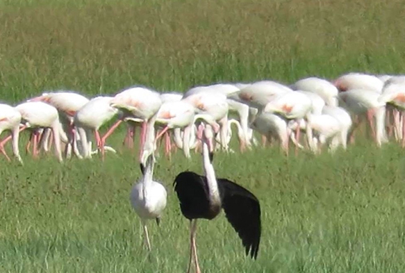 Sultan Sazl Milli Park'nda siyah flamingo grld