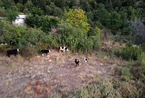 oban kaybolan ineklerini drone ile buldu