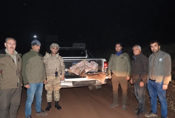 Yabani dağ keçisini vuran şahsa 63 bin TL ceza