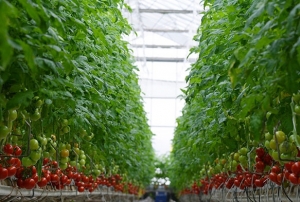 Kayseri ekerin topraksz domatesleri sofralarda yerini ald