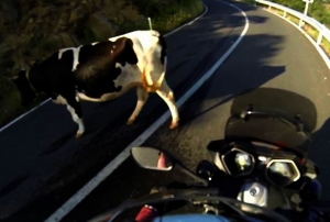 Babo inekler darack yolda trafii birbirine katt
