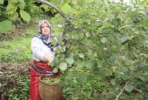 Giresun'da sahil kesiminde fndk ha