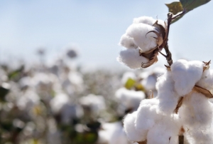 ABD'deki kasrga Hindistan'daki pamuk ihracatn ikiye katlad