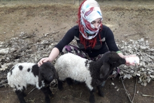 Annesiz kalan kuzular biberonla besliyor