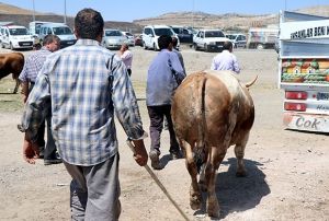Kurban Bayram'nda 27 bin 925 hayvan kesildi