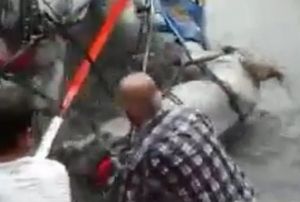 Sahibi yere den at yerlerde srkledi