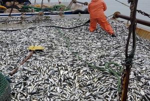 Karadeniz'de stavrit Bereketi