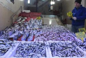 Karadeniz'de istavrit bolluu