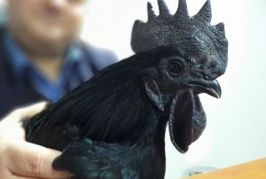 Bu tavuun kan hari her yeri simsiyah