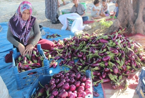 Patlcan tarlada 25 kuru