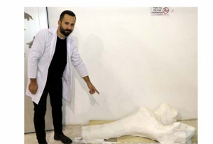 Veterinerin bulduu 7,5 milyon yllk fosil, file ait kt