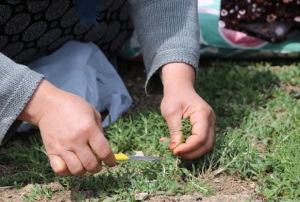 Yabani otlarn arasndan tek tek topluyorlar