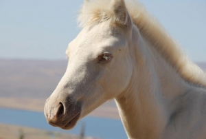 Kars'ta dnyaya gelen 'albino tay' artyor