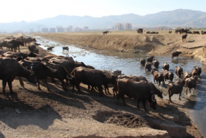 Buras Afrika bozkrlar deil 'Afyonkarahisar'