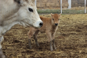 Klon sr ailesi sr oldu...Yeni dnyaya gelen yavru ilgi oda