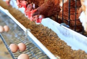 Yumurta �reticileri kafes sistemine 