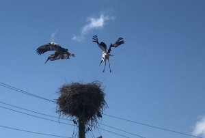 Leylekler yuvalarn byle koruyor