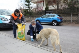 Tam kapanmada Melikgazide sokak hayvanlar unutulmad