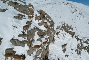 Aladalar'da da keileri drone ile grntlendi