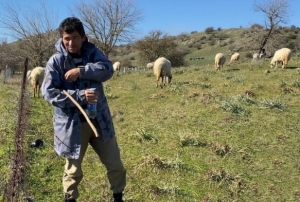 Koyun güderek 1000 dönüm arazi satın aldı