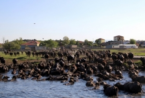 Afrika deil Kayseri